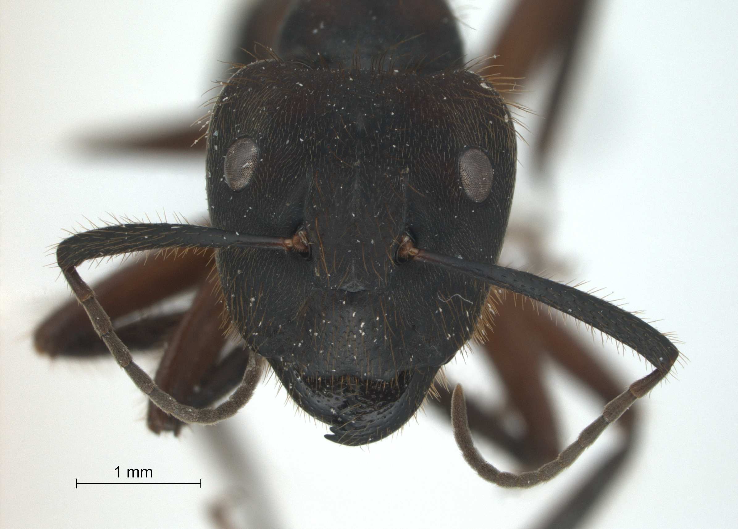 Camponotus sp. 5 of SKY frontal