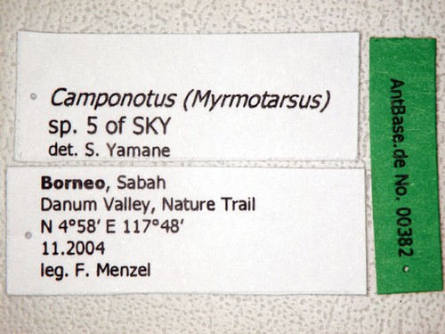 Camponotus sp. 5 of SKY Label