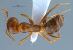 Camponotus schmitzi Stärcke, 1933 dorsal