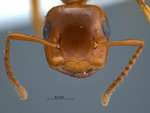 Camponotus schmitzi Stärcke, 1933 frontal