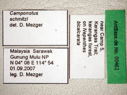 Camponotus schmitzi Stärcke, 1933 Label