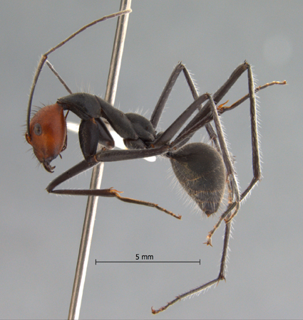 Camponotus singularis Smith, 1858 lateral