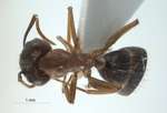 Camponotus arrogans Smith, 1858 dorsal