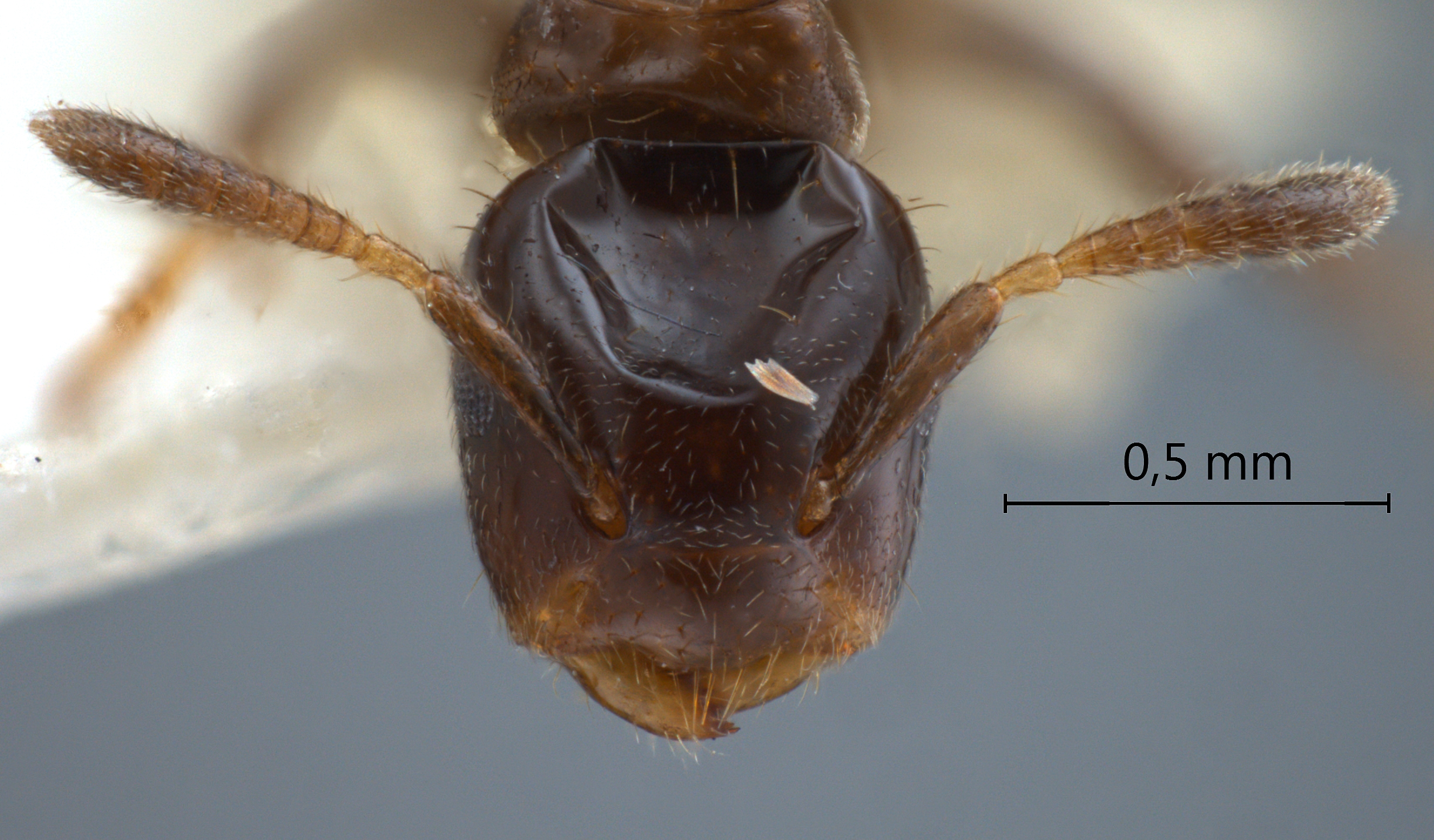 Cladomyrma aurochaetae Agosti, Moog & Maschwitz, 1999 frontal