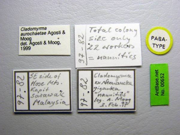 Cladomyrma aurochaetae Agosti, Moog & Maschwitz, 1999 Label