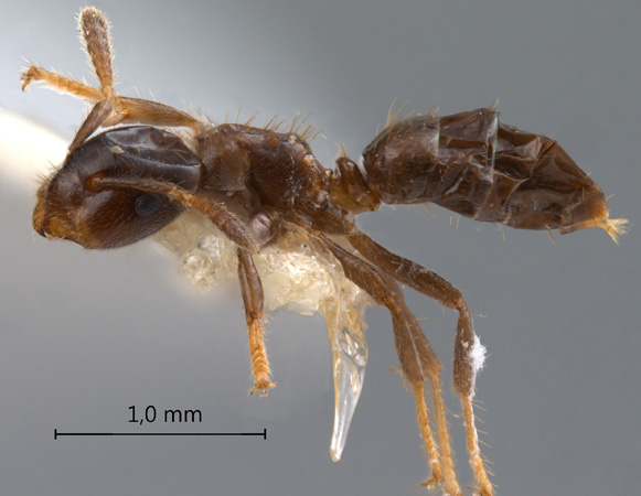 Cladomyrma aurochaetae Agosti, Moog & Maschwitz, 1999 lateral