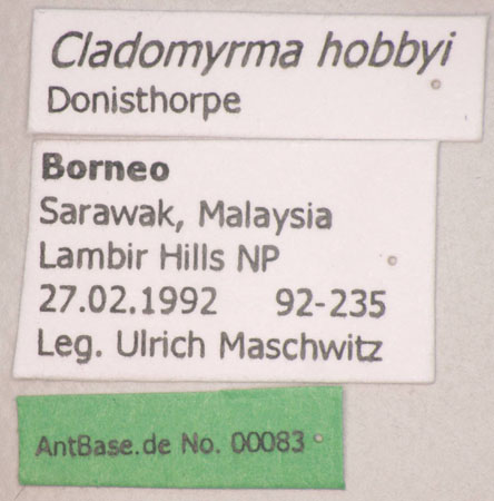 Cladomyrma hobbyi Donisthorpe, 1937 Label