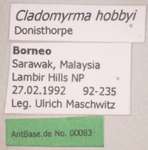 Cladomyrma hobbyi Donisthorpe, 1937 Label