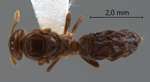 Cladomyrma maschwitzi Agosti, 1991 dorsal