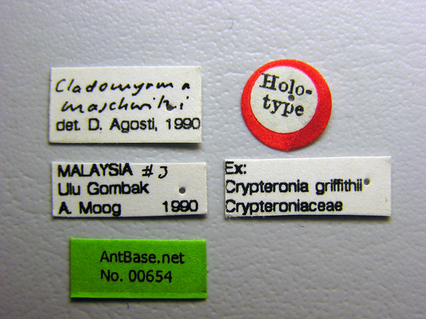 Cladomyrma maschwitzi Agosti, 1991 Label