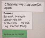 Cladomyrma maschwitzi Agosti, 1991 Label