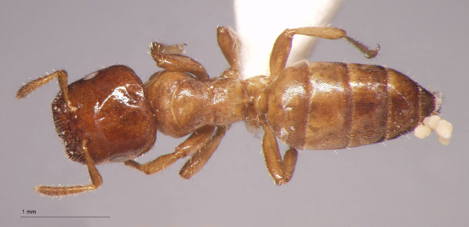 Cladomyrma nudidorsalis Agosti, Moog, Maschwitz, 1999 dorsal