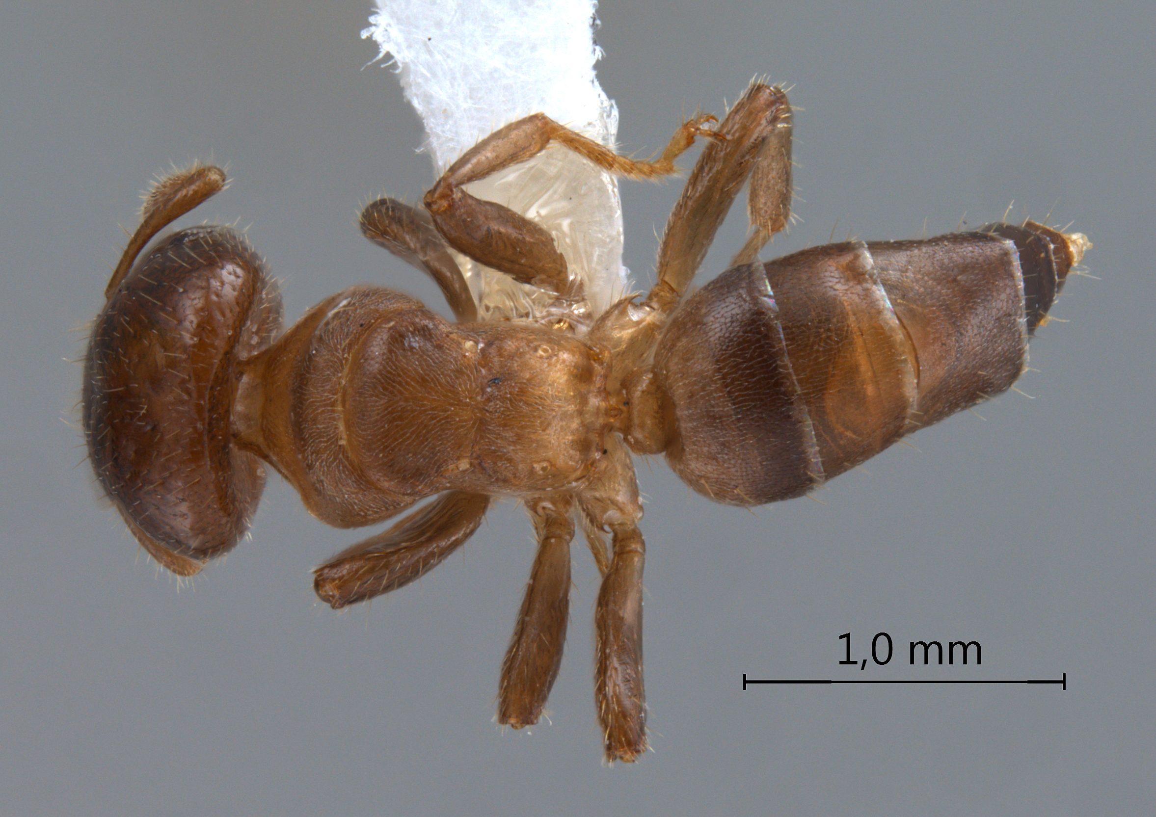 Cladomyrma nudidorsalis Agosti, Moog, Maschwitz, 1999 dorsal