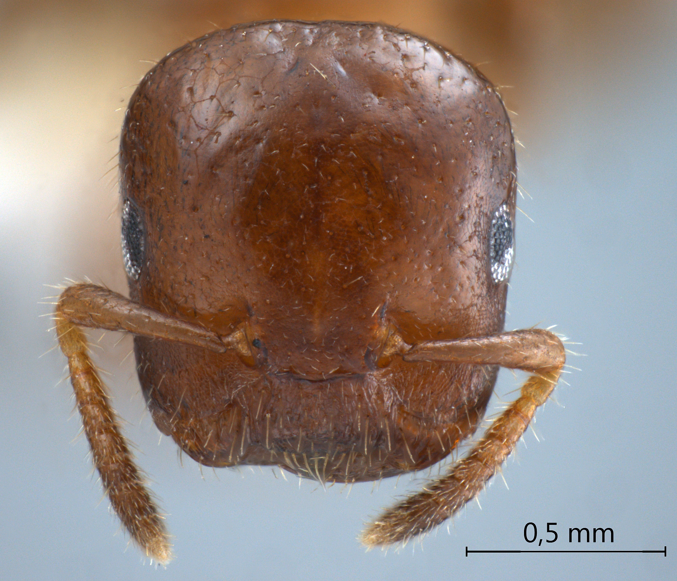 Cladomyrma nudidorsalis Agosti, Moog, Maschwitz, 1999 frontal