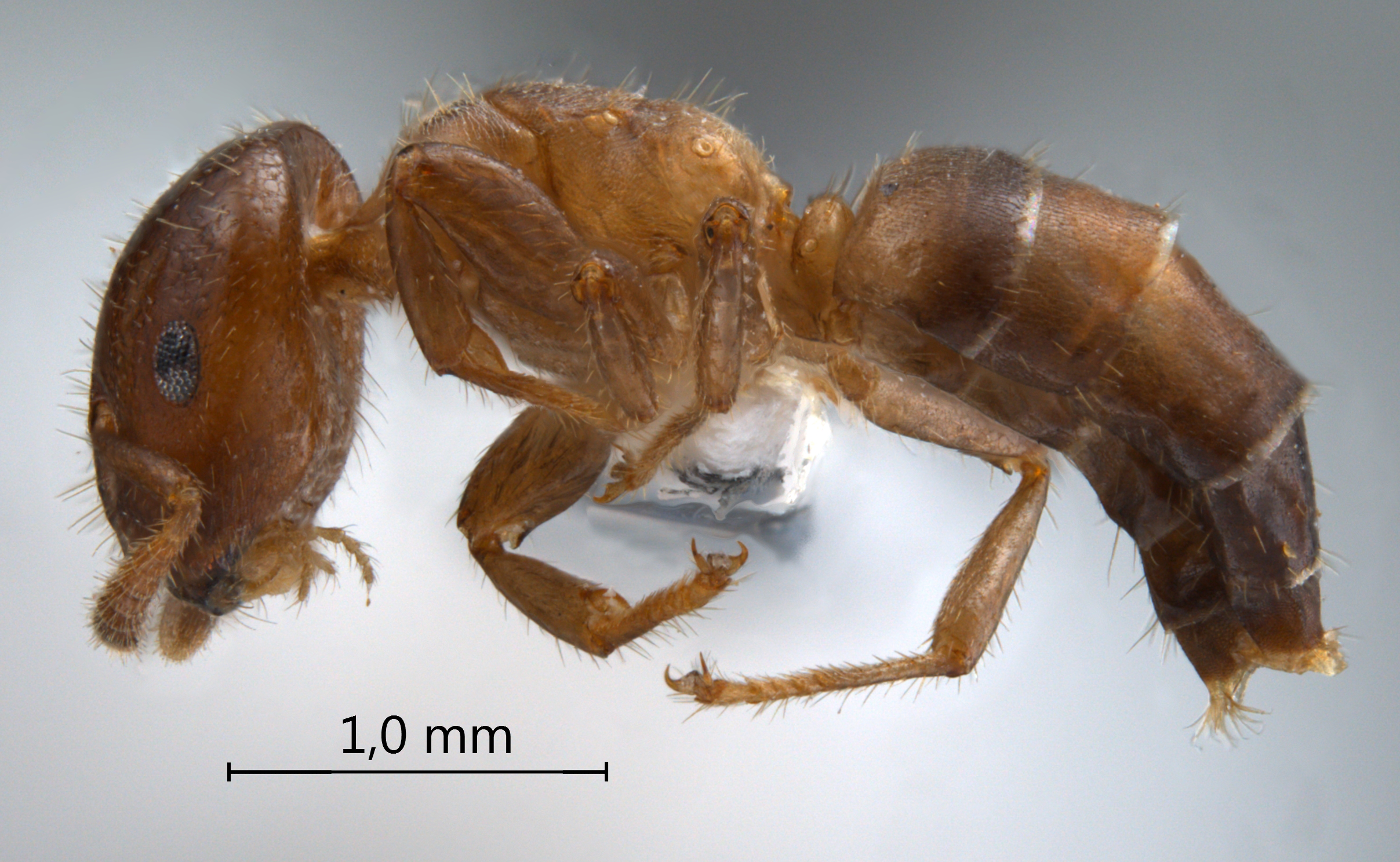 Cladomyrma nudidorsalis Agosti, Moog, Maschwitz, 1999 lateral