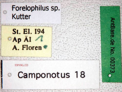 Forelophilus sp. 1 Label