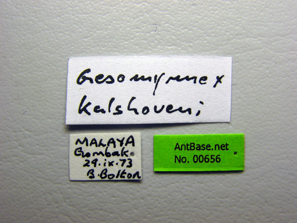 Gesomyrmex kalshoveni Wheeler, 1929 Label