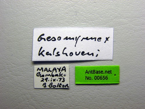 Gesomyrmex kalshoveni Wheeler, 1929 Label