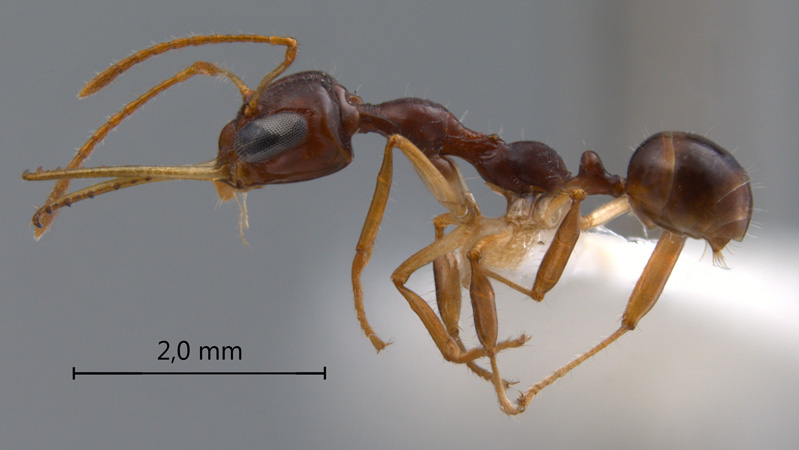 Myrmoteras arcoelinae Agosti, 1992 lateral