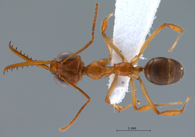 Myrmoteras chondrogastrum Moffett, 1985 dorsal