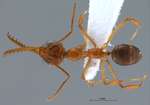 Myrmoteras chondrogastrum Moffett, 1985 dorsal