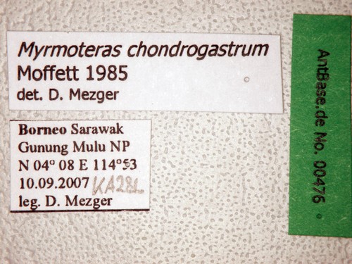 Myrmoteras chondrogastrum Moffett, 1985 Label