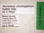 Myrmoteras chondrogastrum Moffett, 1985 Label