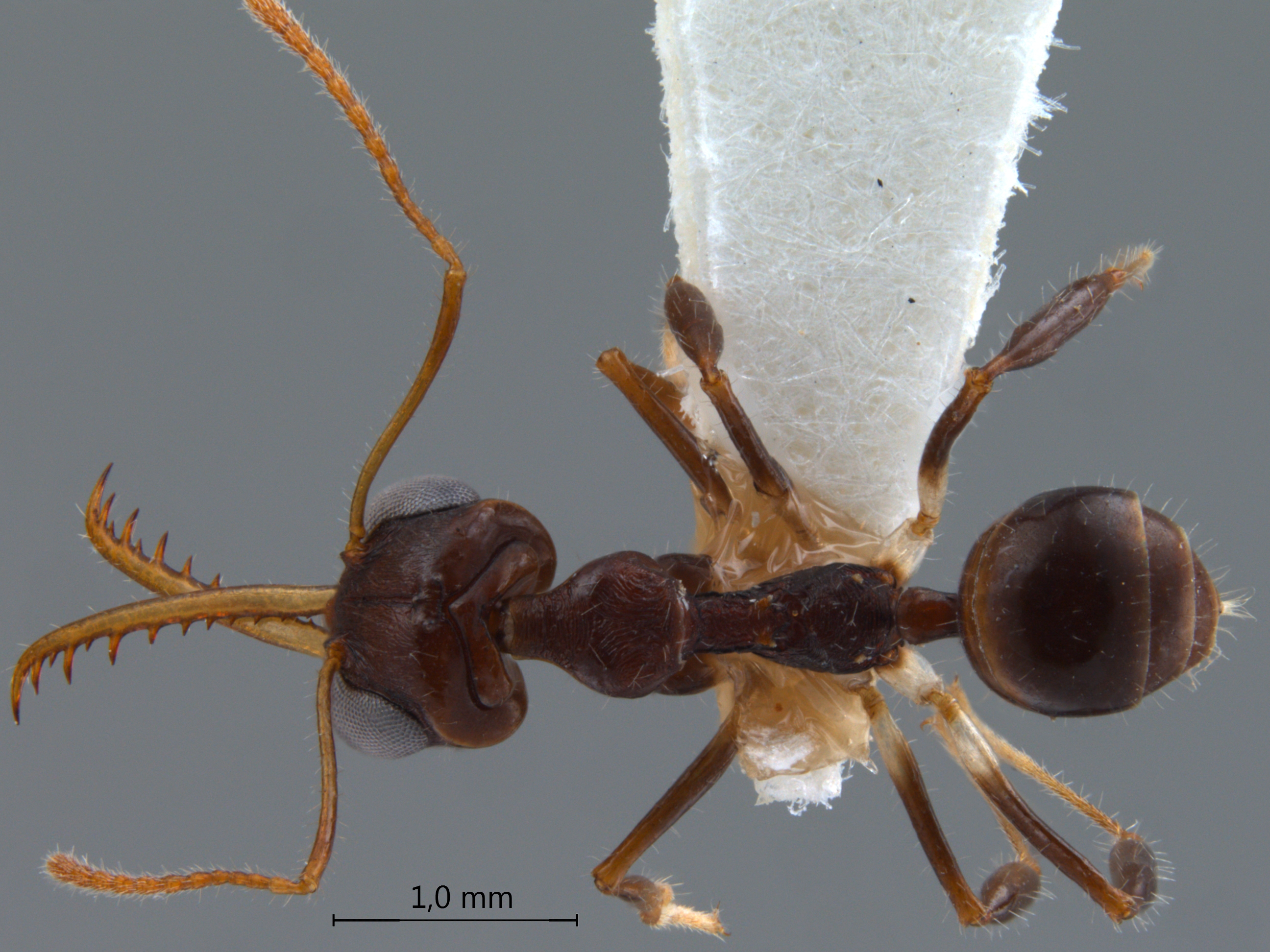 Myrmoteras danieli Agosti, 1992 dorsal