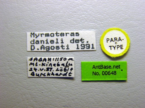 Myrmoteras danieli Agosti, 1992 Label