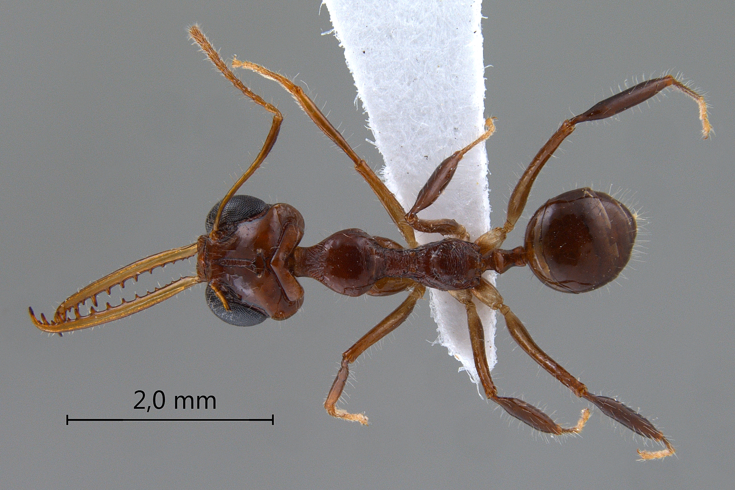 Myrmoteras diastematum Moffett,1985 dorsal