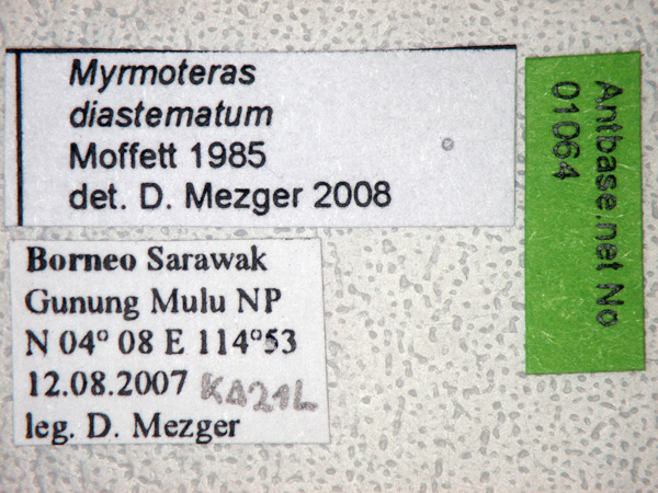Myrmoteras diastematum Moffett,1985 Label
