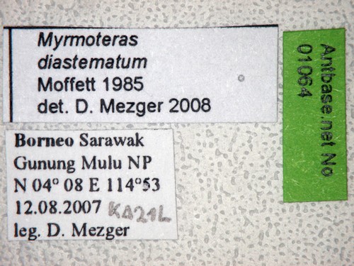 Myrmoteras diastematum Moffett,1985 Label