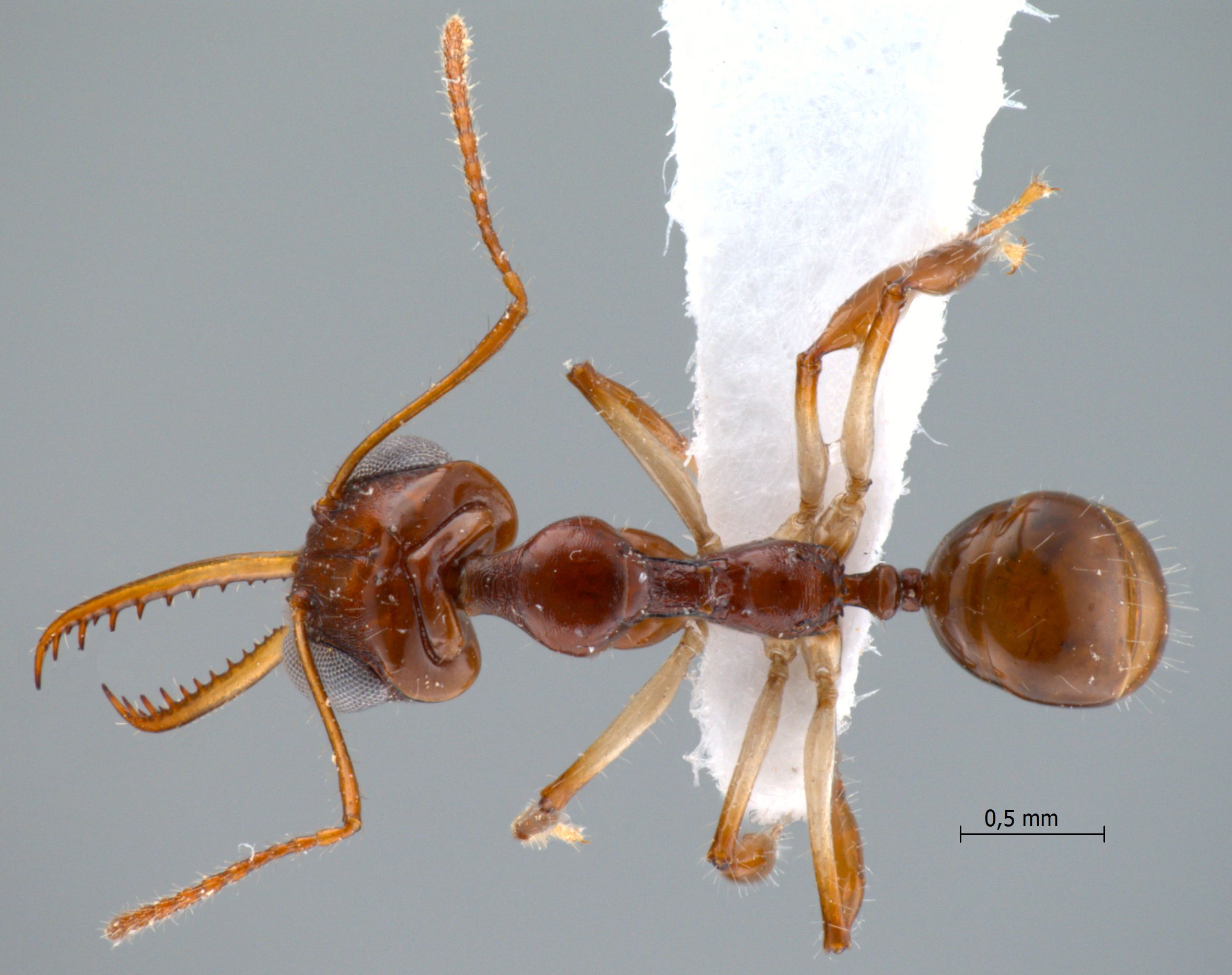 Myrmoteras donisthorpei Wheeler, 1916 dorsal