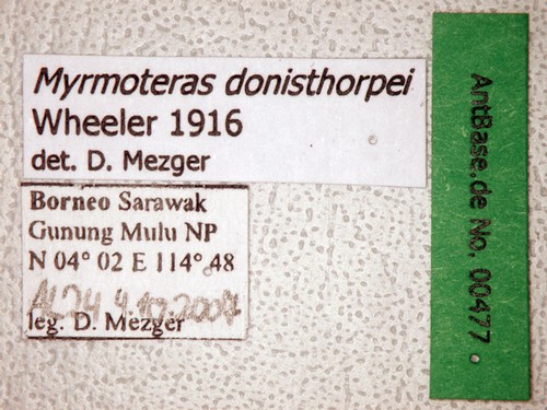 Myrmoteras donisthorpei Wheeler, 1916 Label