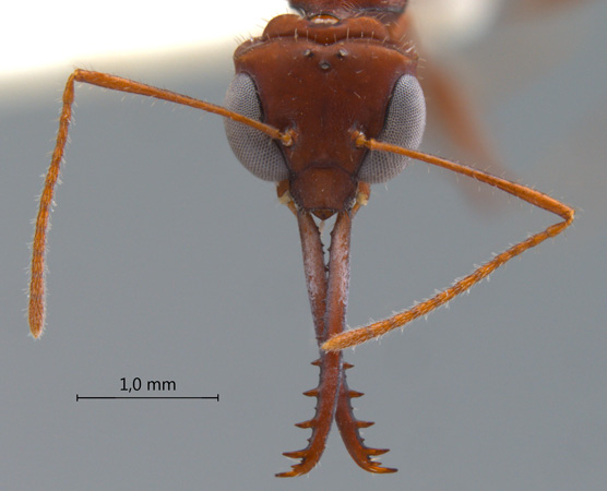 Myrmoteras iriodum Moffett, 1985 frontal