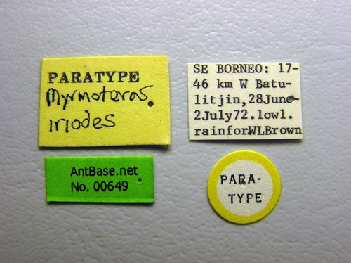 Myrmoteras iriodum Moffett, 1985 Label