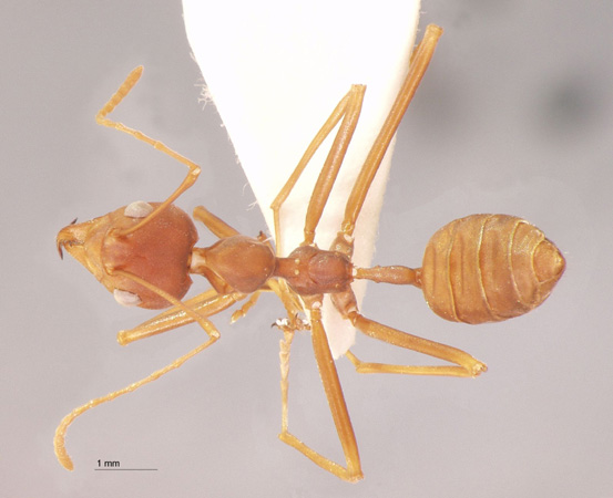 Oecophylla smaragdina Fabricius, 1775 dorsal