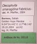 Oecophylla smaragdina Fabricius, 1775 Label