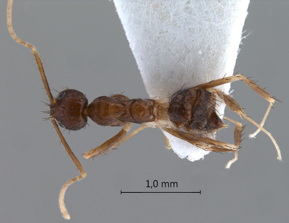 Paratrechina longicornis Latreille,1802 dorsal