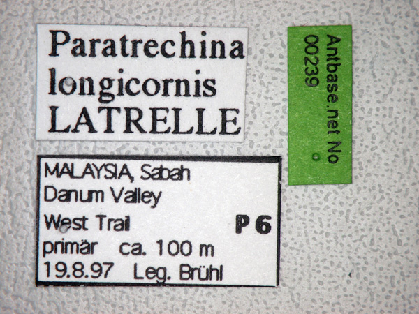 Paratrechina longicornis Latreille,1802 Label
