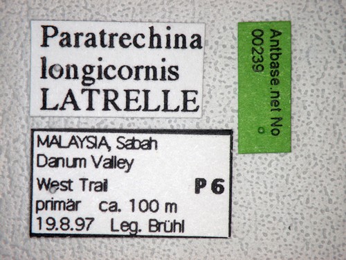 Paratrechina longicornis Latreille,1802 Label