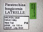 Paratrechina longicornis Latreille,1802 Label