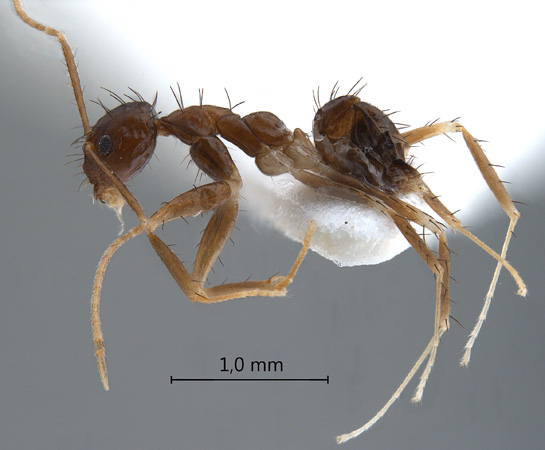 Paratrechina longicornis Latreille,1802 lateral