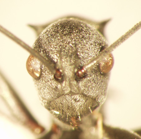 Polyrhachis 13 frontal