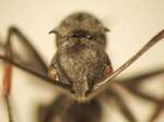 Polyrhachis 13 frontal