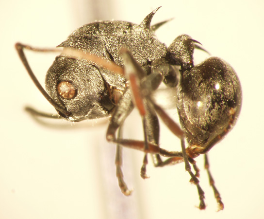 Polyrhachis 13 lateral