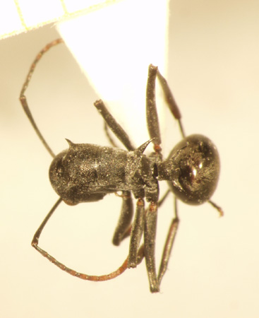 Polyrhachis 13 dorsal