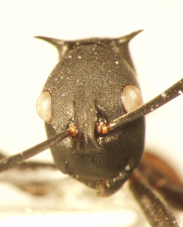 Polyrhachis 16 frontal