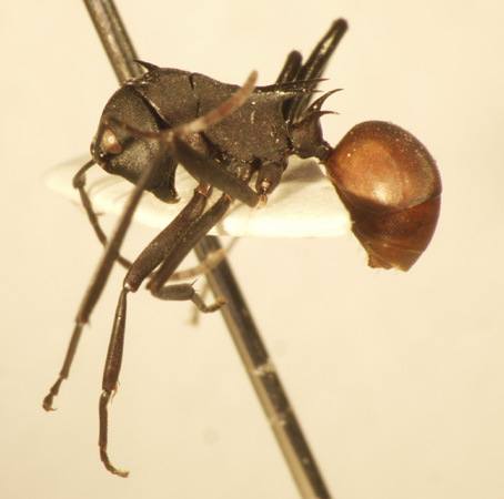 Polyrhachis 16 lateral