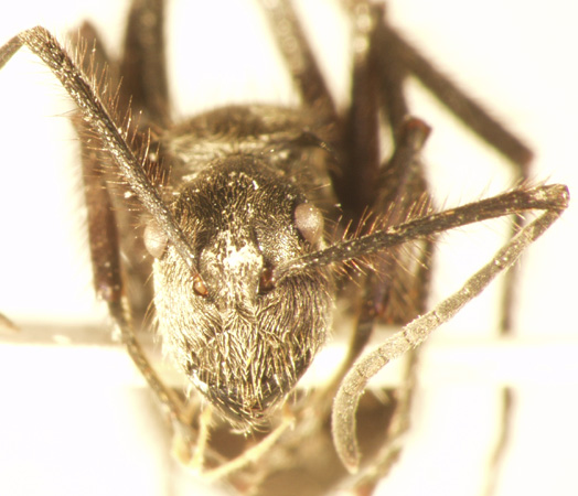 Polyrhachis 19 frontal